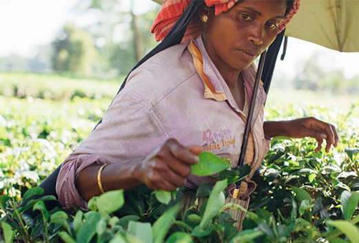 インド農園の女性