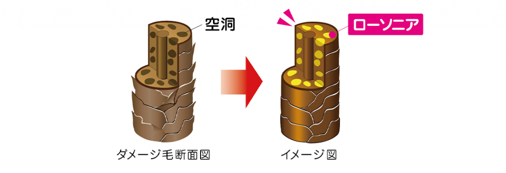 ローソニアの説明